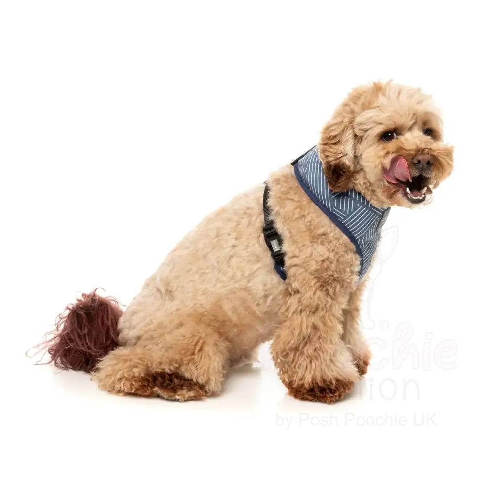 Thornbury Aegean Blue Dog Harness by Fuzzyard - Fuzzyard - 5