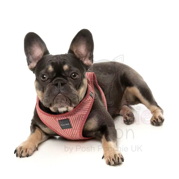 Thornbury Brick Red Step in Dog Harness by Fuzzyard Fuzzyard 4