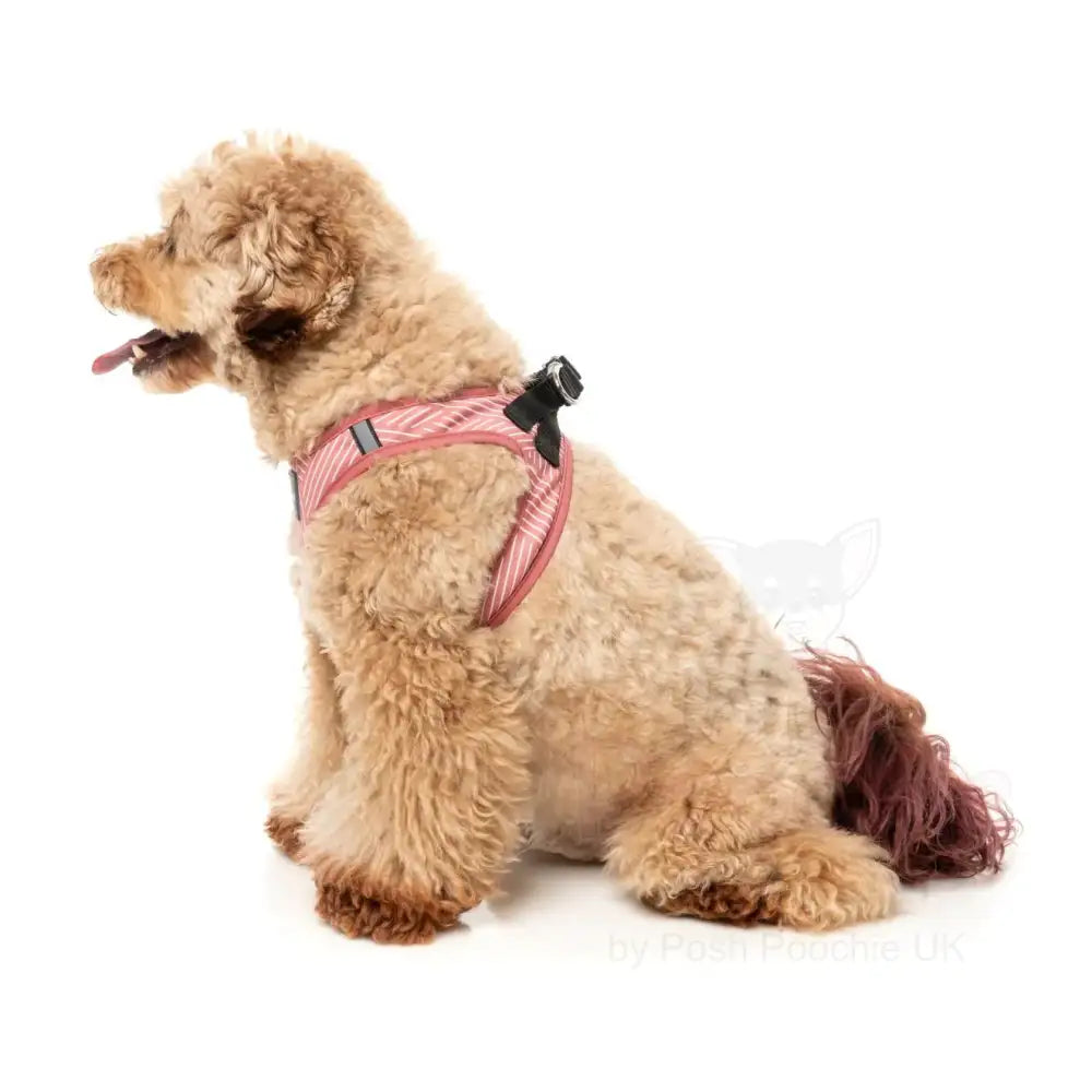 Thornbury Brick Red Step in Dog Harness by Fuzzyard - Fuzzyard - 7