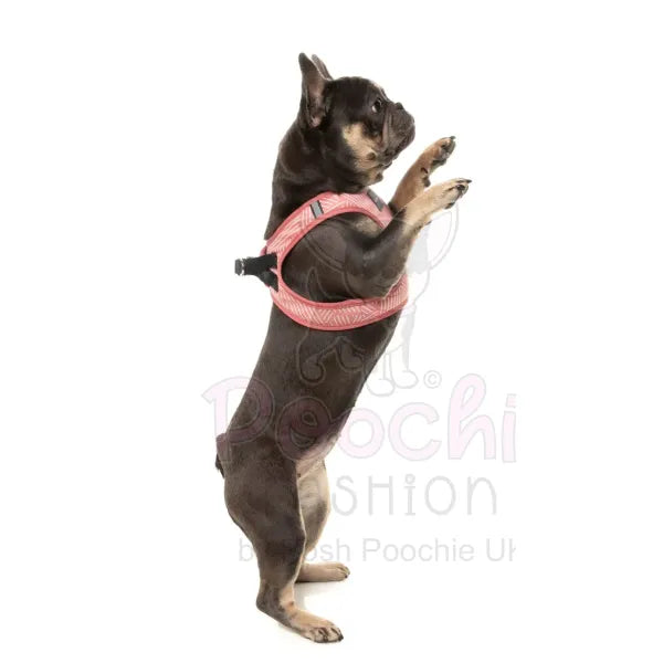 Thornbury Brick Red Step in Dog Harness by Fuzzyard Fuzzyard 6