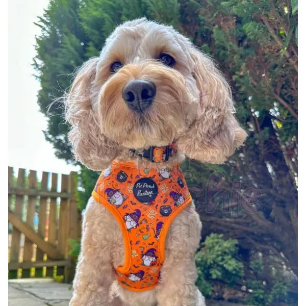 Trick or Treat Harry Halloween Dog Harness Pet Pooch 3