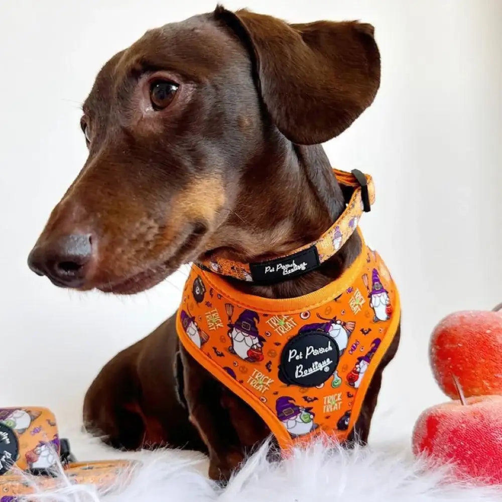 Trick or Treat Harry Halloween Dog Harness - Pet Pooch - 5