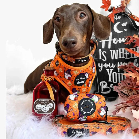 Trick or Treat Harry Halloween Dog Lead - Pet Pooch - 2