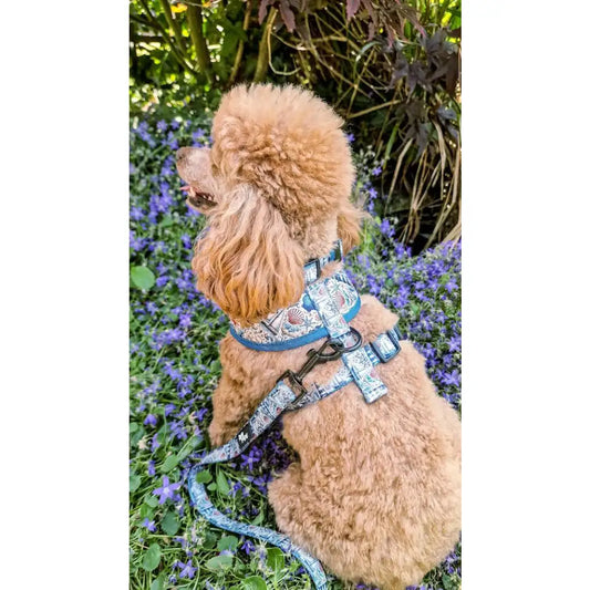 Vintage Nautical Dog Lead - Pet Pooch - 2