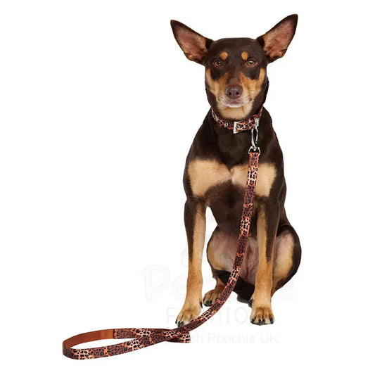 Wild Cat Leopard Fabric Dog Collar and Lead Large - Sale - 2