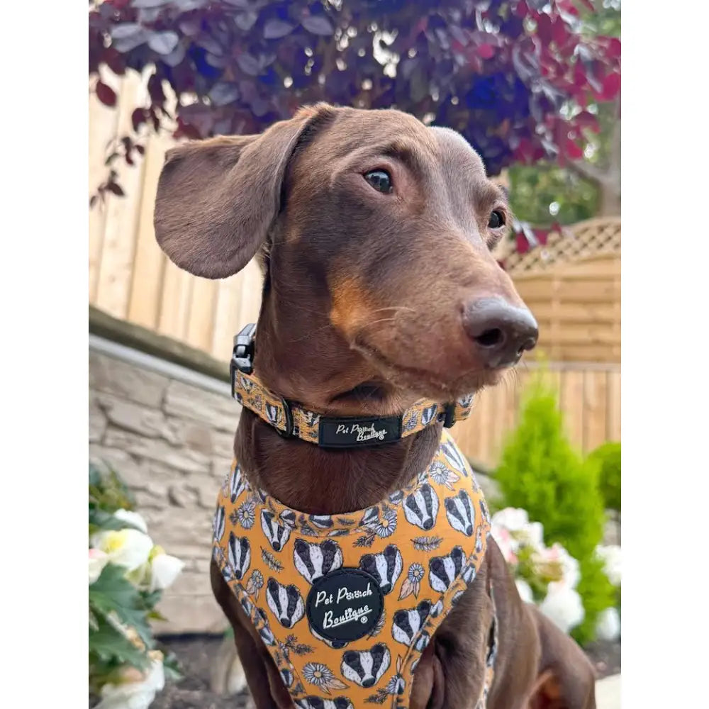 Woodland Badger Dog Collar - Pet Pooch - 3