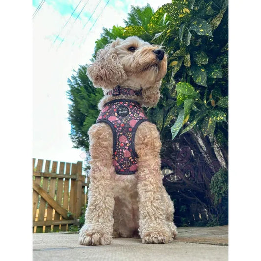 Woodland Hedgehog Dog Harness Pet Pooch 2