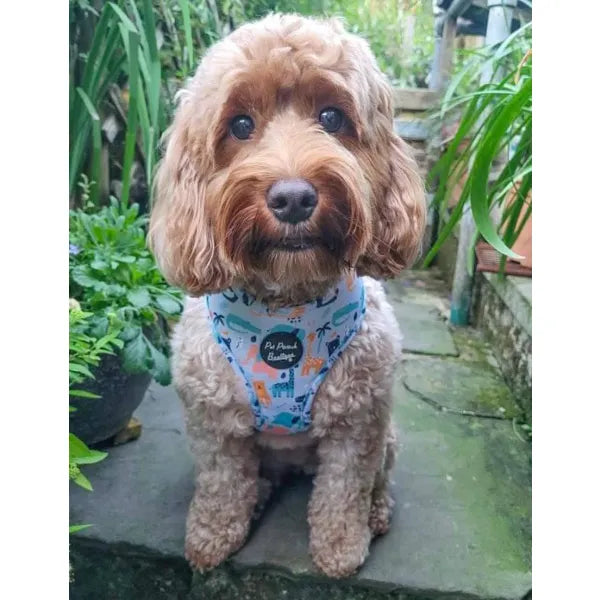 Animal Kingdom Dog Harness and Lead Set - Sale - Large - Sale - 1