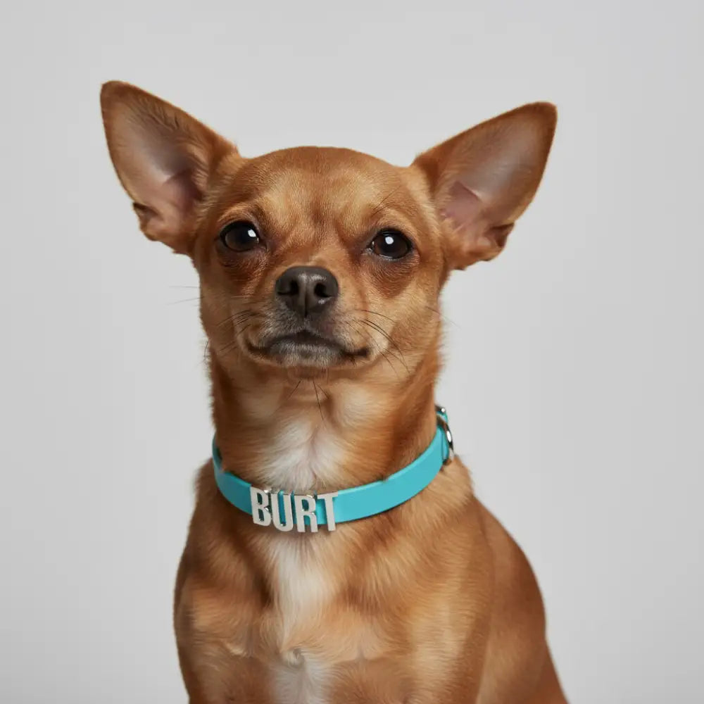 Aqua Waterproof Personalised Dog Collar with Large Chrome Letters - Poochie Fashion - 2