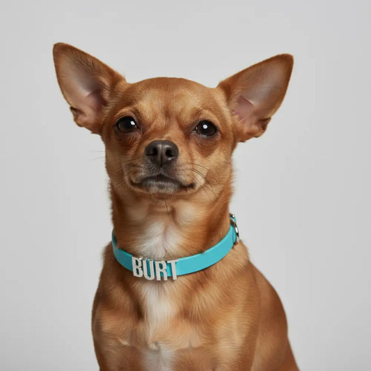 Aqua Waterproof Personalised Dog Collar with Large Chrome Letters - Poochie Fashion - 2