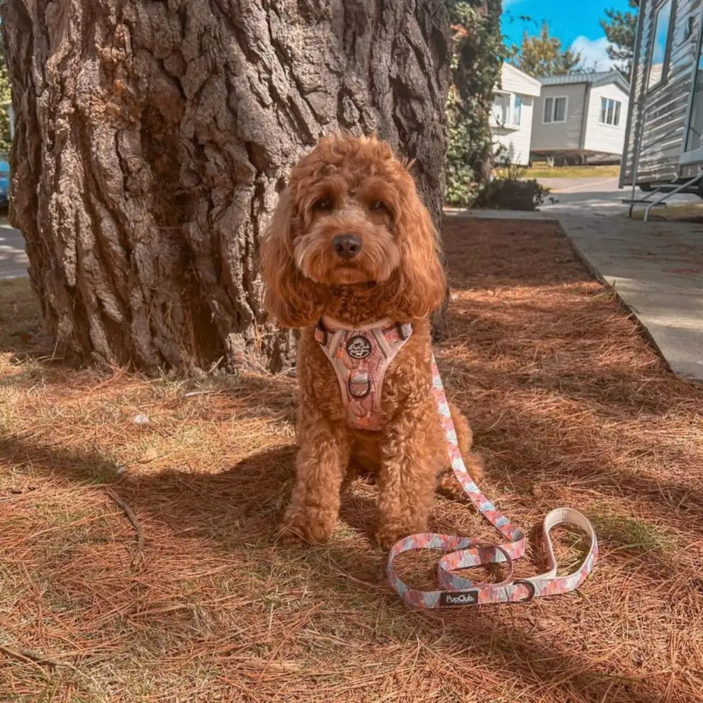 Autumn Breeze Rugged Rover™ Dog Harness - Pupclub Couture - 3