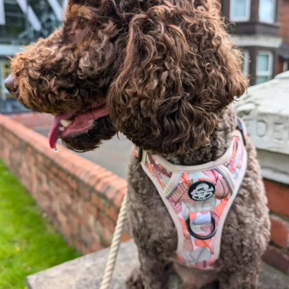 Autumn Breeze Rugged Rover™ Dog Harness - Pupclub Couture - 9