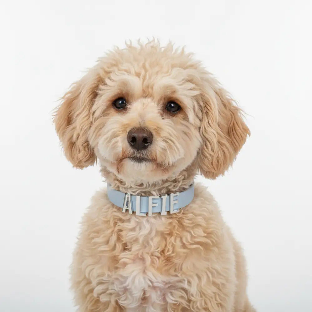 Baby Blue Waterproof Personalised Dog Collar with Large Chrome Letters - Poochie Fashion - 3