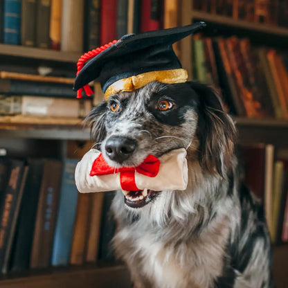Back to School K9 Scholar Hat and Diploma Dog Toy by P.l.a.y - P.l.a.y - 4