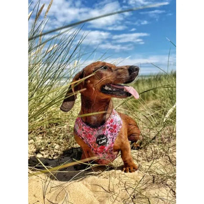 Berry Blossom Floral Dog Harness Pet Pooch 4