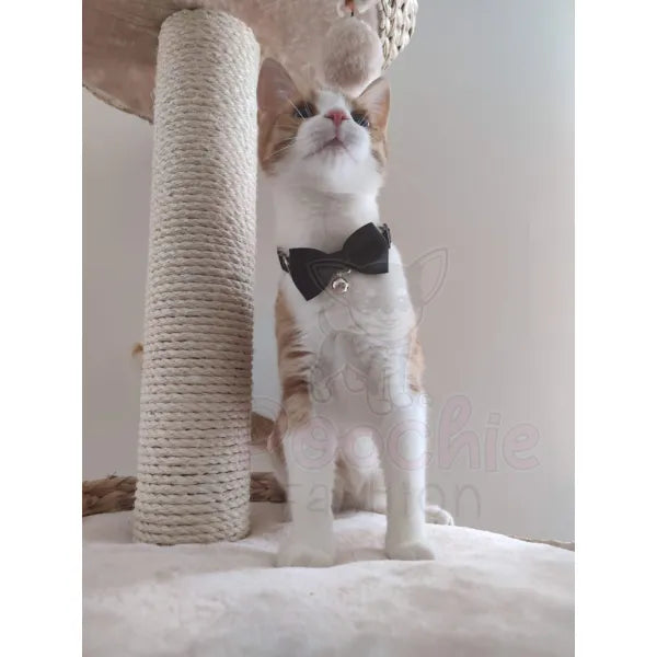 Black Handmade Bow Tie Cat Collar - Posh Catz - 5