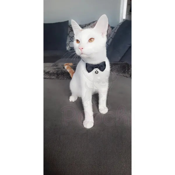 Black Handmade Bow Tie Cat Collar - Posh Catz - 4