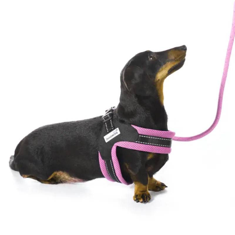 Boomerang Padded Dog Harness Blush Pink - Doodle 3