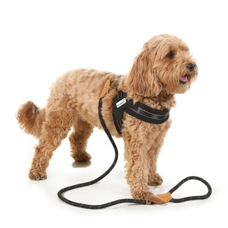 Boomerang Padded Dog Harness Coal Black - Doodle 3