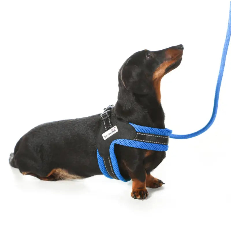 Boomerang Padded Dog Harness Sapphire Blue - Doodle 3