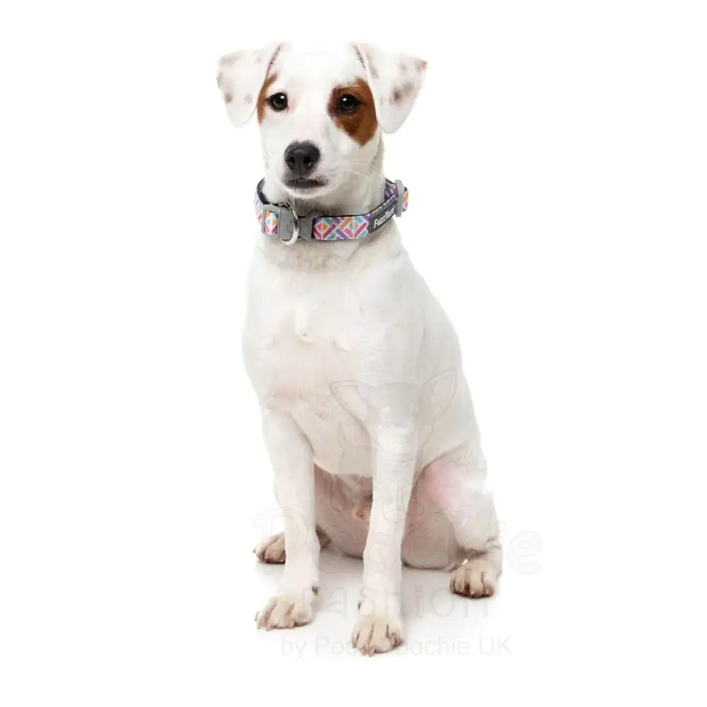 Bubblegum Burst Dog Collar by Fuzzyard - Fuzzyard - 2
