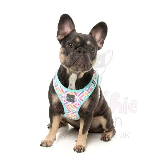 Bubblegum Burst Step in Dog Harness by Fuzzyard Fuzzyard 2