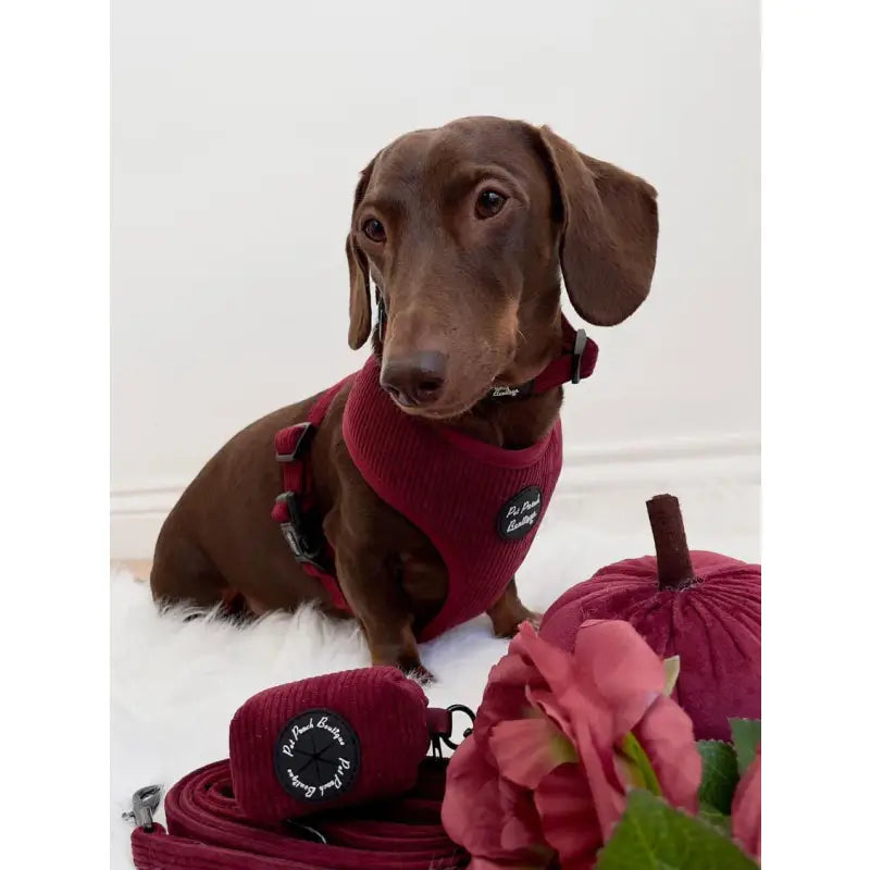 Burgundy Red Luxury Corduroy Dog Collar - Pet Pooch - 3