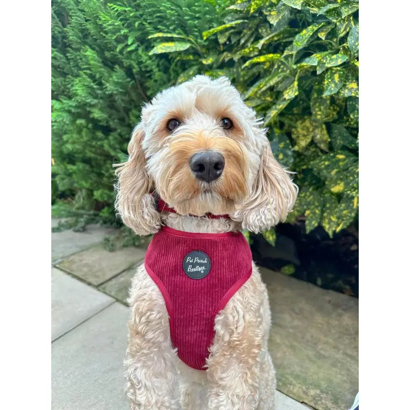 Burgundy Red Luxury Corduroy Dog Harness - Pet Pooch - 2