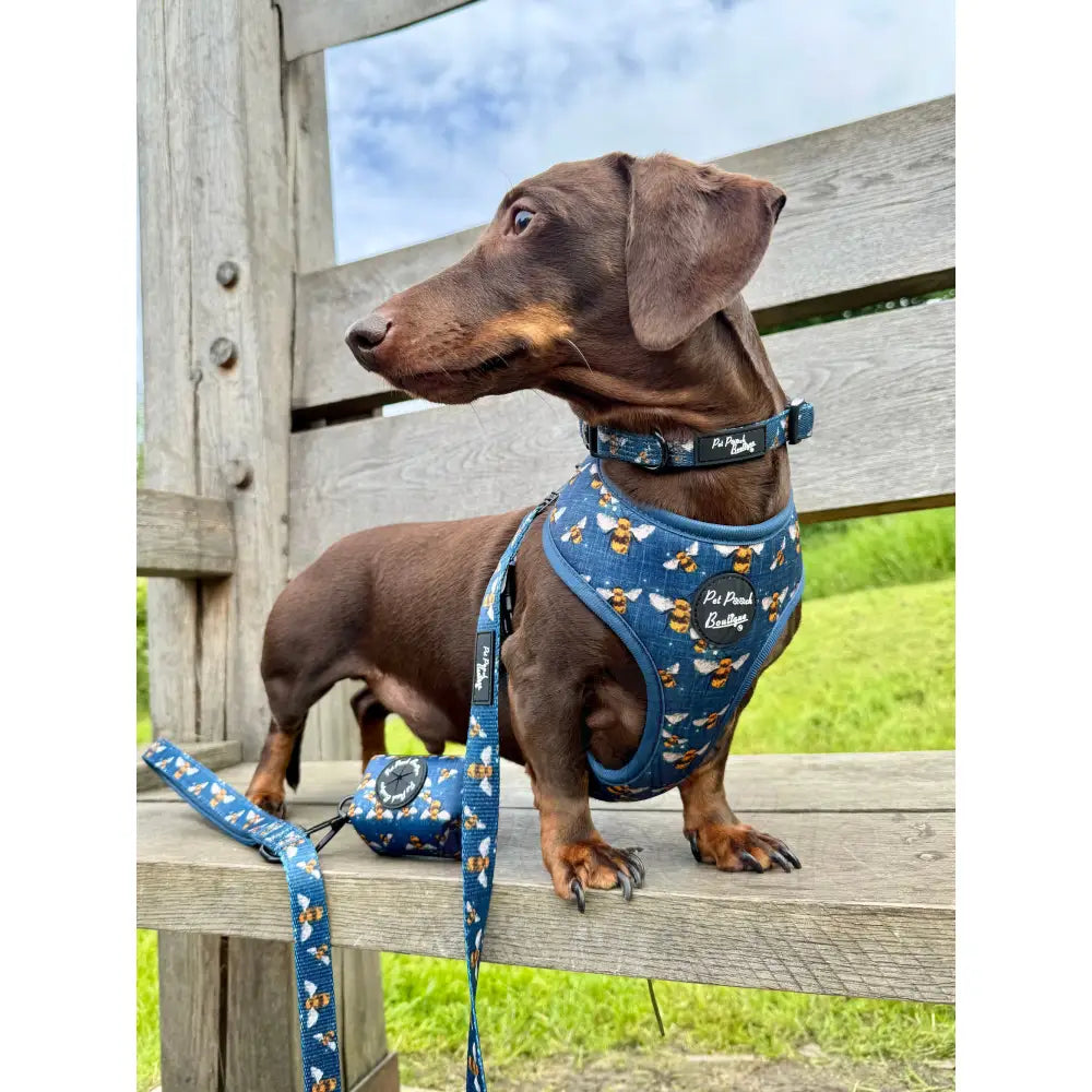Bumble bee dog harness hot sale