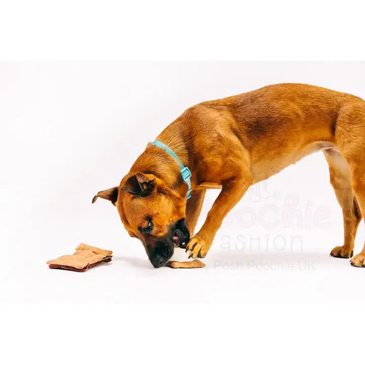 Camp Corbin Gimme S’more Dog Toy by P.l.a.y - P.l.a.y - 6