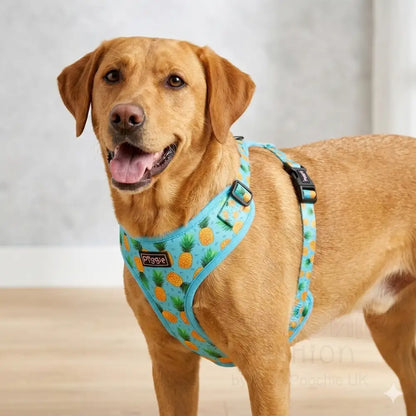 Caribbean Adjustable Neck Dog Harness - Piggie - 2