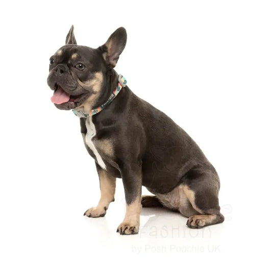 Carioca Dog Collar by Fuzzyard - Fuzzyard - 2