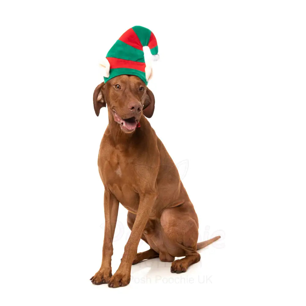 Christmas Elf Dog Hat by Fuzzyard - Fuzzyard - 2
