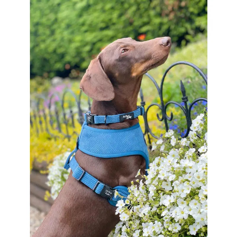Cornflower Blue Luxury Corduroy Dog Collar - Pet Pooch - 3