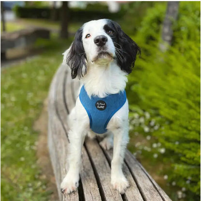 Cornflower Blue Luxury Corduroy Dog Harness - Pet Pooch - 4