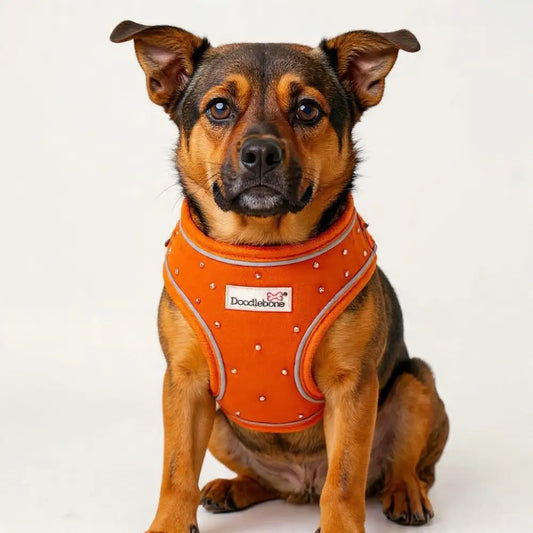 Crystal Air Mesh Dog Harness in Orange - Poochie Fashion - 1