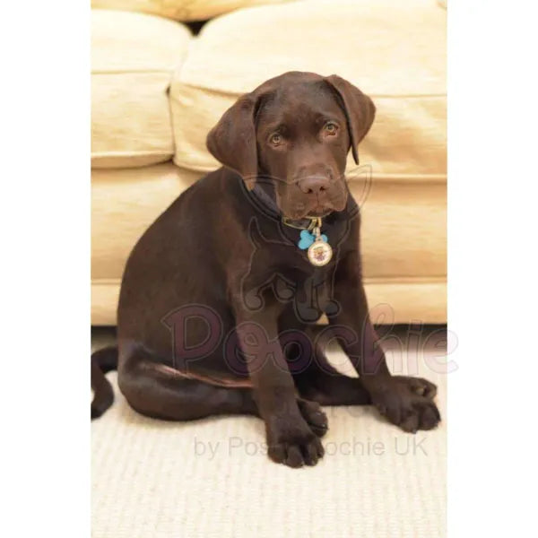 Cute Puppy Love Dog Id Tag - Ps Pet Tags - 2