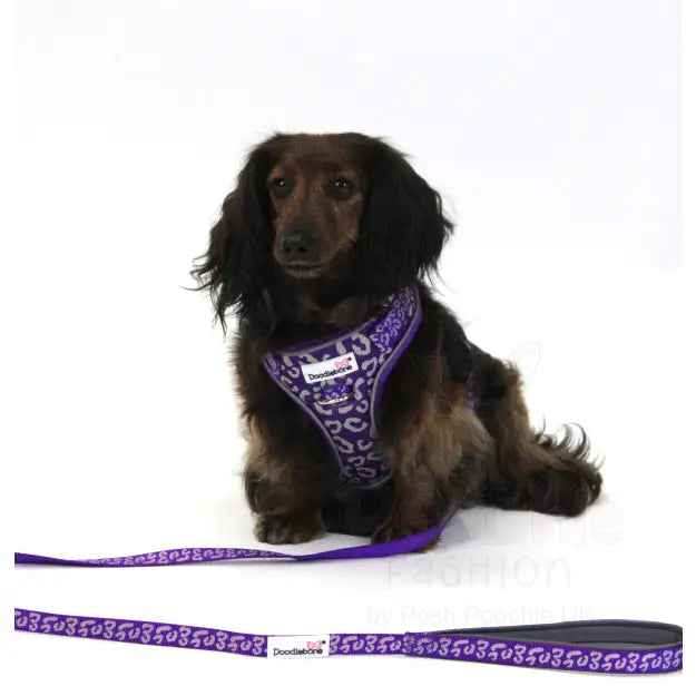 Doodlebone sales airmesh harness