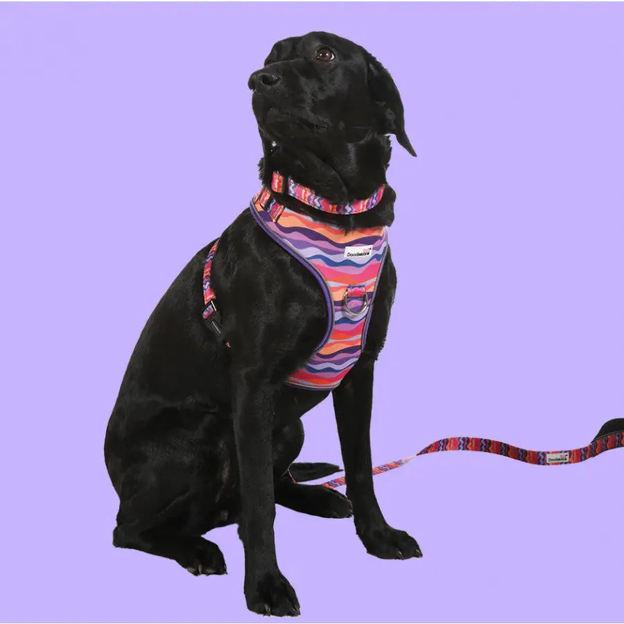 Doodlebone Brights Collection Dog Lead - Dunes - Doodlebone - 3