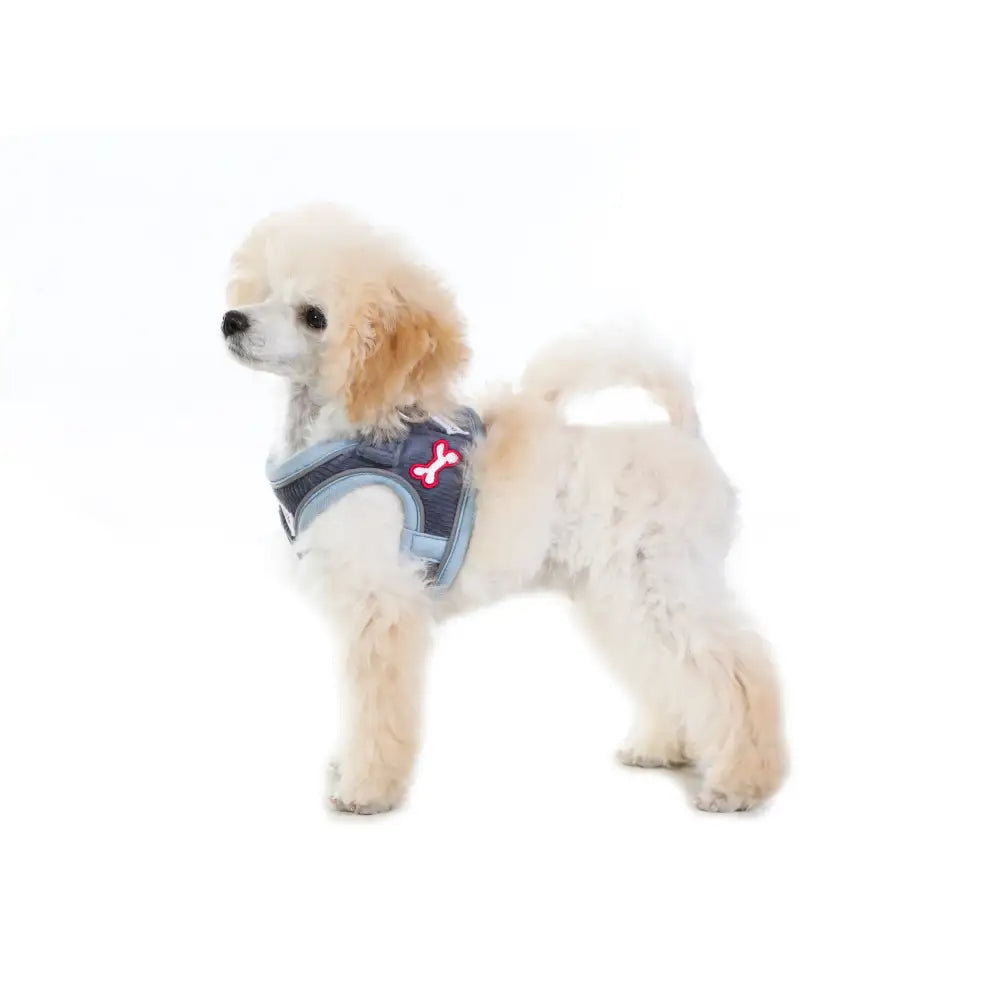 Doodlebone Dinky Dog Snappy Harness for Small Dogs in Blue Cord - Doodlebone - 13