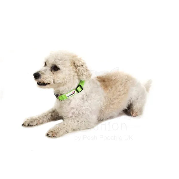 Doodlebone Originals Dog Collar - Apple Green - Doodlebone - 5