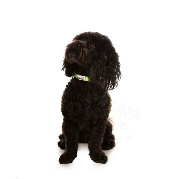 Doodlebone Originals Dog Collar - Apple Green - Doodlebone - 4