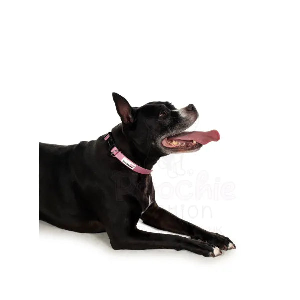 Doodlebone Originals Dog Collar - Blush Pink - Doodlebone - 4