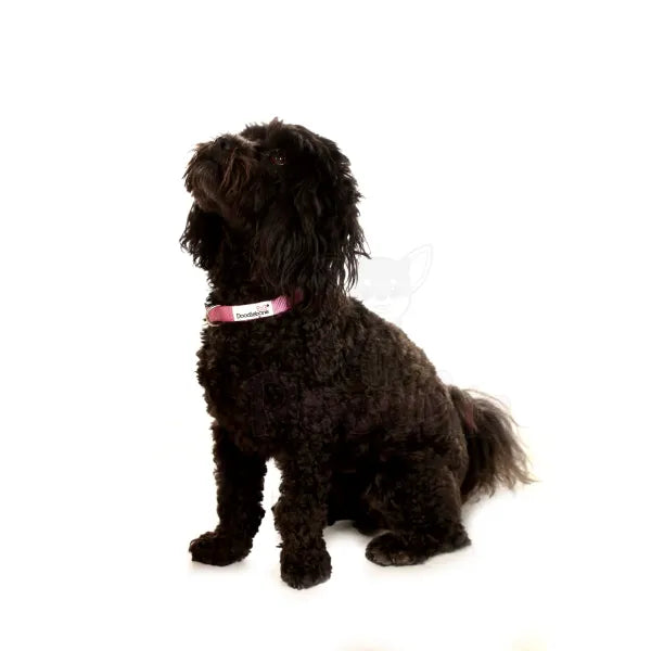 Doodlebone Originals Dog Collar - Blush Pink - Doodlebone - 5