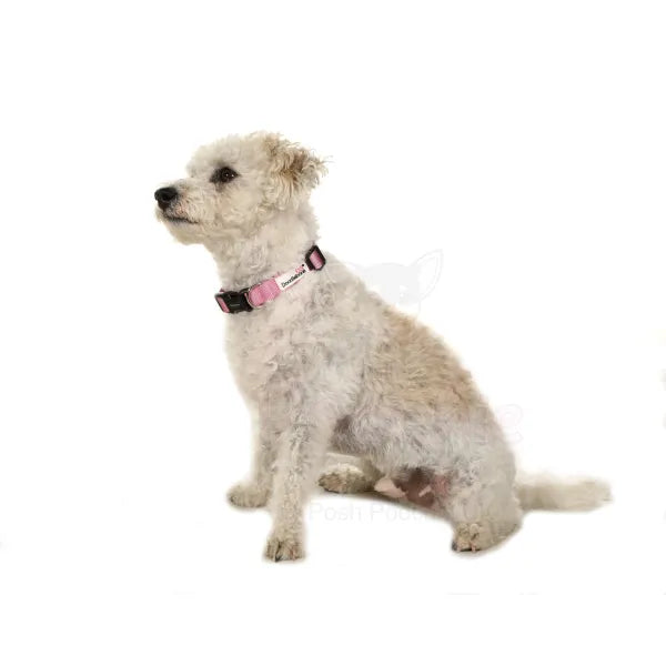 Doodlebone Originals Dog Collar - Blush Pink - Doodlebone - 2