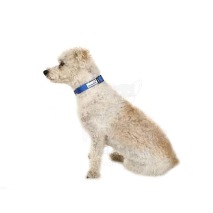 Doodlebone Originals Dog Collar - Sapphire Blue - Doodlebone - 4