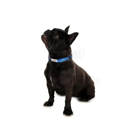 Doodlebone Originals Dog Collar - Sapphire Blue - Doodlebone - 2