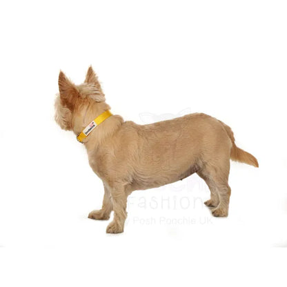 Doodlebone Originals Dog Collar - Sunshine Yellow - Doodlebone - 5