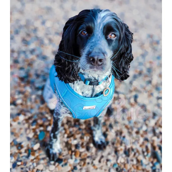 Doodlebone Originals Snappy Dog Harness - Aqua Blue - Doodlebone - 6