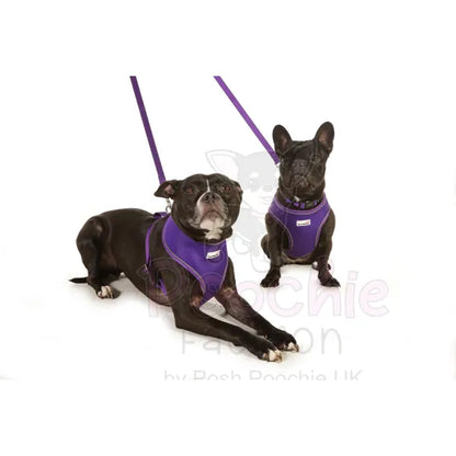 Doodlebone Originals Snappy Dog Harness - Violet Purple - Doodlebone - 4